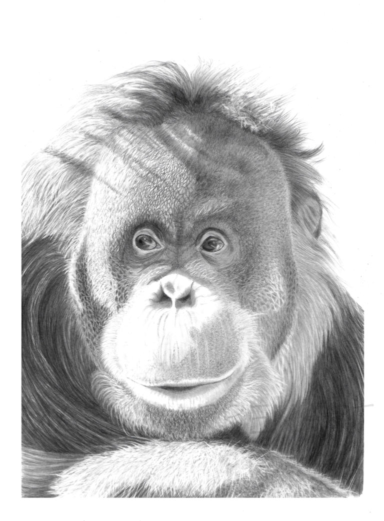 Orangutan Drawing The Art Of Mark